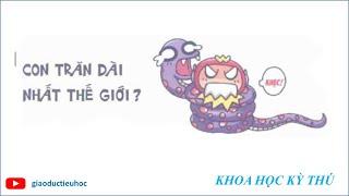 #Giaoductieuhoc – KHOA HỌC KÝ THÚ – LOÀI TRĂN DÀI NHẤT THẾ GIỚI