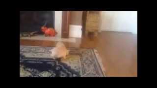 Too cute golden retriever Pup Scares Himself with Tin Animal