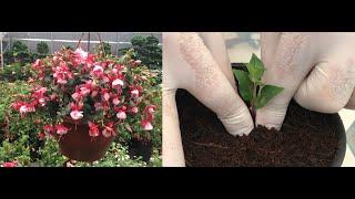 Küpe Çiçeği Çelikle Nasıl Çoğaltılır,  How To Propagate Fuchsia By Cuttings