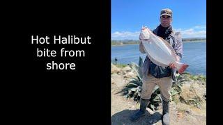 Hot Halibut bite from shore