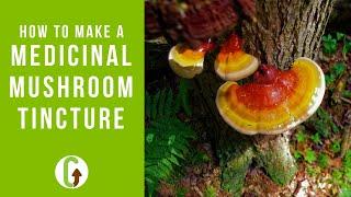 How To Make A Double Extract Medicinal Mushroom Tincture [Step-By-Step Guide] | GroCycle