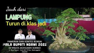 BONSAI KLAS JADI PAMERAN BONSAI NGAWI PIALA BUPATI 2022