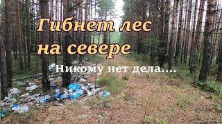 ГИБЕЛЬ ЛЕСА от захламления.  Природа в опасности.