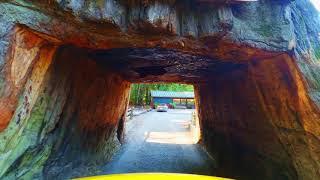 Chandelier Tree in Drive-Thru Tree Park, California [September 2020]