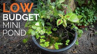 Low Budget Mini Pond in the Garden for Guppies