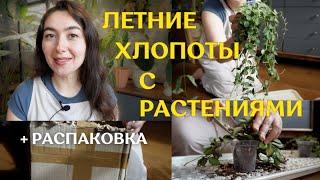 ТРЕВОЖНАЯ РАСПАКОВКА посылки с РАСТЕНИЯМИ | ПЕРЕСАЖИВАЮ растения и навожу КРАСОТУ в витрине 