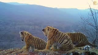 Siberian tiger cubs