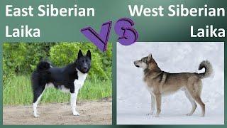 East Siberian Laika VS West Siberian Laika - Breed Comparison - Differences