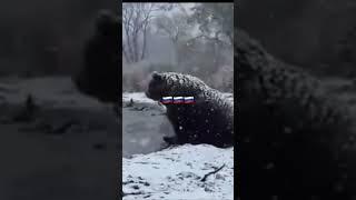 Наш Медведь Русский Медведь Russian bear 