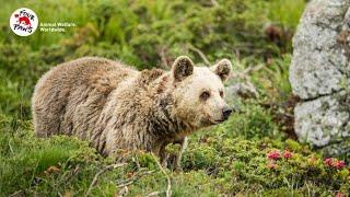 Bears shedding their winter coat at the Swiss Alps | FOUR PAWS | www.four-paws.org.au