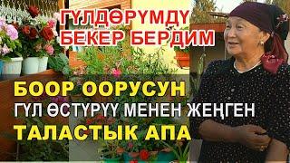 ГҮЛДӨРҮМДҮ СУРАГАНДАРГА БЕКЕР БЕРДИМ. ҮЙҮН ГҮЛЗАРГА АЙЛАНТКАН 70 ЖАШТАГЫ АПА