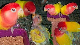 African Lovebird Feeding Her Baby  ||  Exotic Bird Feeding Their Chicks 