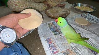 Mitthuwa eating kaccha roti 🫓 mummy mitthu ko roti do || bolne wala no 1 tota