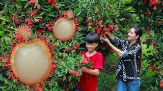 Extreme sweet Red Rambutan | Harvest fruitful rambutan in my homeland | Juicy rambutan eat cream