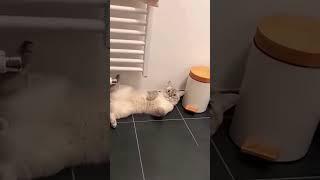 Our minds are one ️ #funny #foryou #fyp #shortvideo #cat #cute #cutecat ##funnyvideo