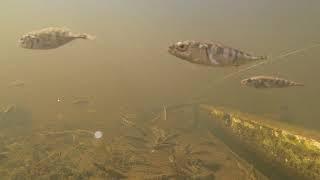 stickleback twitch