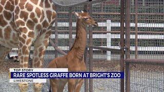 Rare spotless giraffe born at Bright’s Zoo