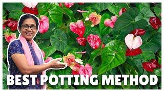 Anthurium Plant Care and Potting Method | Interesting Fact about Anthurium (Malayalam)