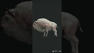 Claiming An Albino European Bison Thehunter Call Of The Wild