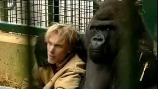 Gorilla Gorilla - Damian Aspinall & Kifu at Howletts Wild Animal Park, Kent