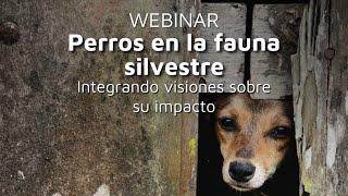 Webinar Perros en la fauna silvestre: integrando visiones sobre su impacto