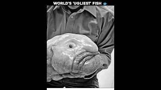 The Truth Behind the World's 'Ugliest' Fish   #facts #science #interestingfacts #shorts