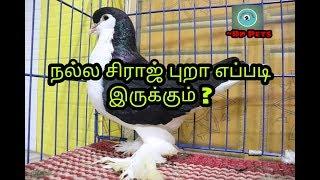 Siraji Pigeon Review | Tamil | Dinesh |