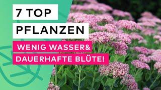 7 Top Pflanzen  Wenig Wasser, Dauerhafte Blüte!