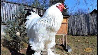 Giant Brahma roosters