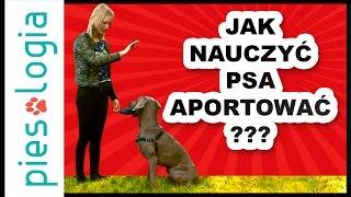 Jak nauczyć psa aportowania?