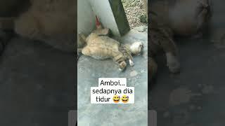 Kucing Tidur Terlentang