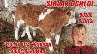 Uy Sharoitida Simmental Buzoq Boqish Sirlari