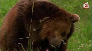 Всяка сутрин: Как мечка нападна човек на Канал 3 в Стара планина
