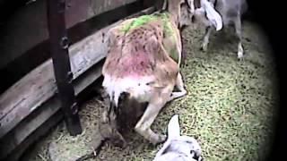 Auction Atrocities - Shocking Undercover Investigation Exposes Animal Cruelty