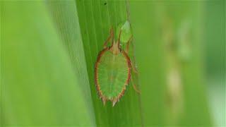 Shieldbugs, Assassin bugs and beetles.