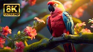 The Most Colorful Birds 8K HDR - Soft, Relaxing Nature Music - Vivid Pictures FULL 8K