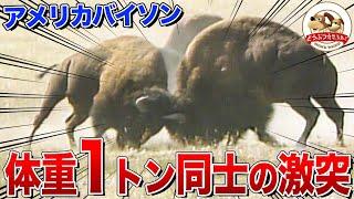 [Bison] A super heavyweight crash that sends fur flying! Rolling around covered in pee!? [Fantast...