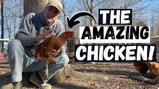 The Best Farm Animal? Chickens Win Every Time!