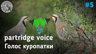 Голос куропатки | partridge voice | Keklik 2025