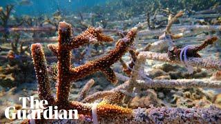 Previously unheard fish sounds from restored coral reef: 'Whoops, purrs and grunts'