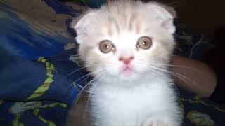 Scottish fold kitten rare color parrot lovebird