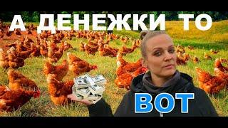 Что продать выгоднее? Цыплят, несушек, яйцо?