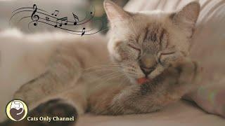 Soothing Music for Cats - Piano Music to Relax and Calm Cats