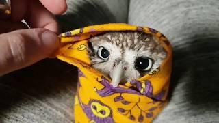 Angry biting owl-burrito. Little owl Unya in a wrap.