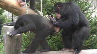 Young Male Chimp Finally Married! | Chimpanzees Mating Behavior | This Is Interesting.