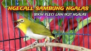 Pleci Call Sambung Ngalas Nembak || Pleci Bustomi Gacor || Pleci Ngalas