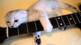 Cat plays guitar/ Кот играет на гитаре/ Gato toca la guitarra