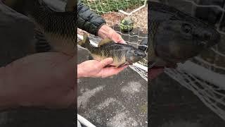 Creek chubsucker youth world record