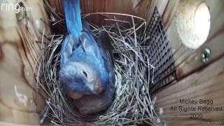 Bluebirds aggressively attack a Cowbird!!!