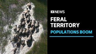 The feral threat facing Kakadu National Park | ABC News